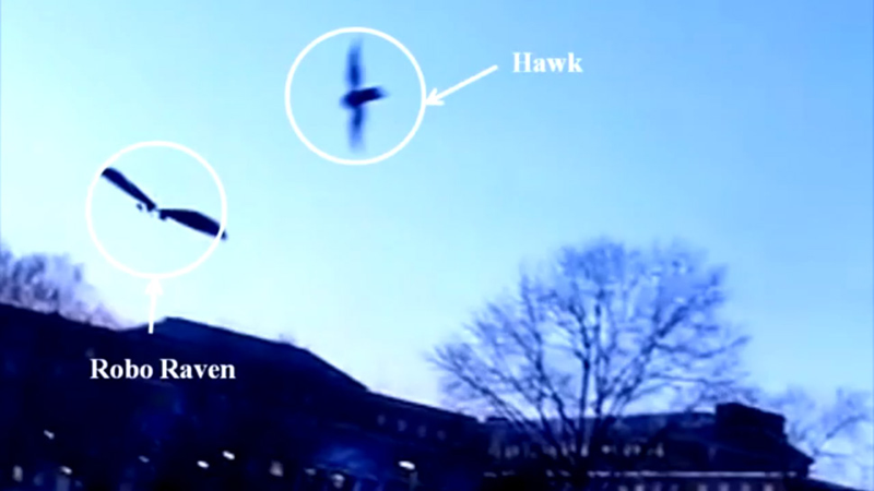 Illustration for article titled The Robo Raven Is So Lifelike, It Fools Birdbrains